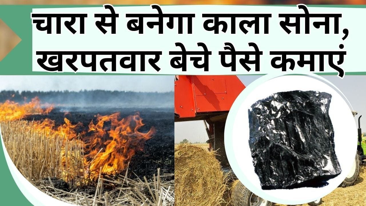 चारा से बनेगा काला सोना, खरपतवार बेचे पैसे कमाएं, कृषि अवशेष में आग लगाने की जरुरत नहीं