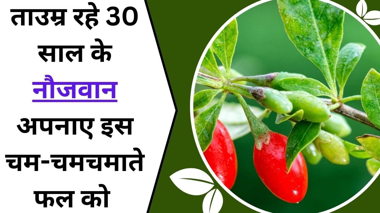 ताउम्र रहे 30 साल के नौजवान, अपनाए इस चम-चमचमाते फल को, 1 हजार रुपए किलो मिलता है, पढ़िए इस अध्भुत फल के बारे में