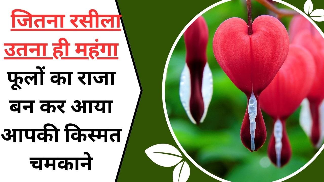 हजारों लड़कियां फिदा इस फूल पर, जितना रसीला उतना ही महंगा, फूलों का राजा बन कर आया आपकी किस्मत चमकाने, किसानो के लिए शानदार मौका