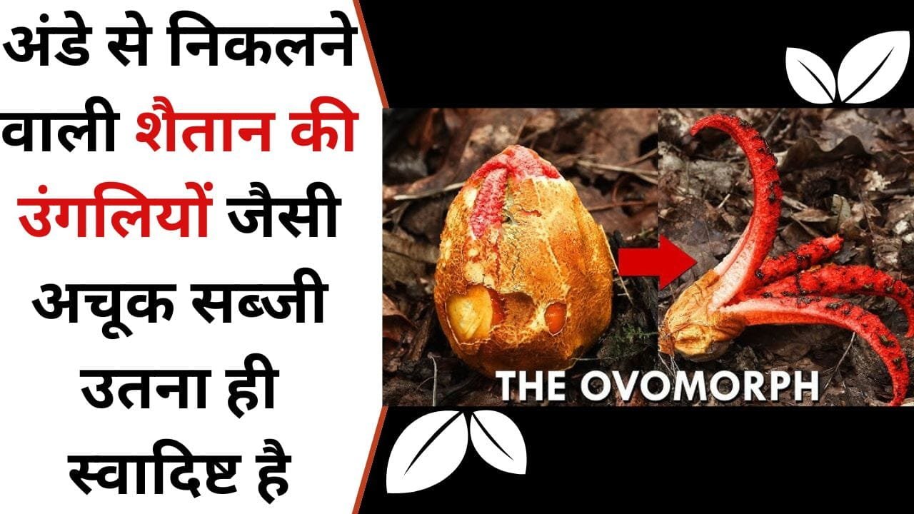 अंडे से निकलने वाली शैतान की उंगलियों जैसी अचूक सब्जी, पिपचिपे पदार्थ से करती है रोगो को छूमंतर, जितना दीखता है भयानक उतना ही स्वादिष्ट है, जाने इस सब्जी का नाम