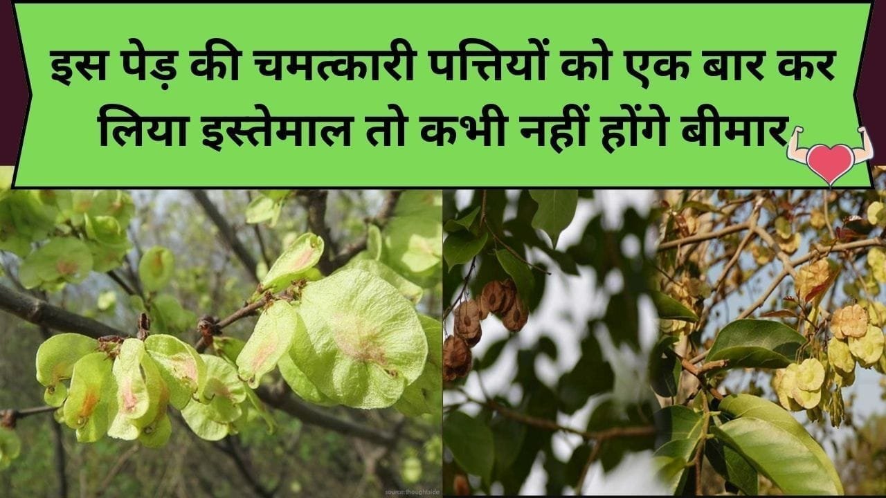 इस पेड़ की चमत्कारी पत्तियों को एक बार कर लिया इस्तेमाल तो कभी नहीं होंगे बीमार, इसमें पीलिया की बीमारी को जड़ से ठीक करने का इलाज, जाने पत्ती का नाम