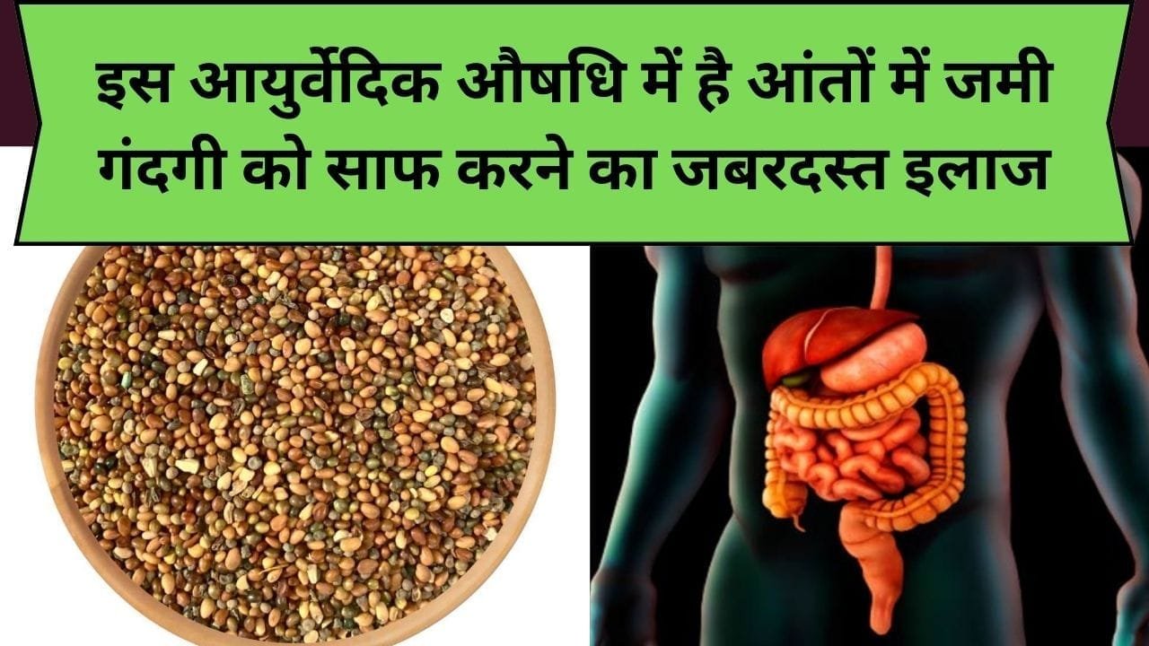 इस आयुर्वेदिक औषधि में है आंतों में जमी गंदगी को साफ करने का जबरदस्त इलाज, इसके दाने-दाने में है पौष्टिकता का भंडार, जाने औषधि का नाम