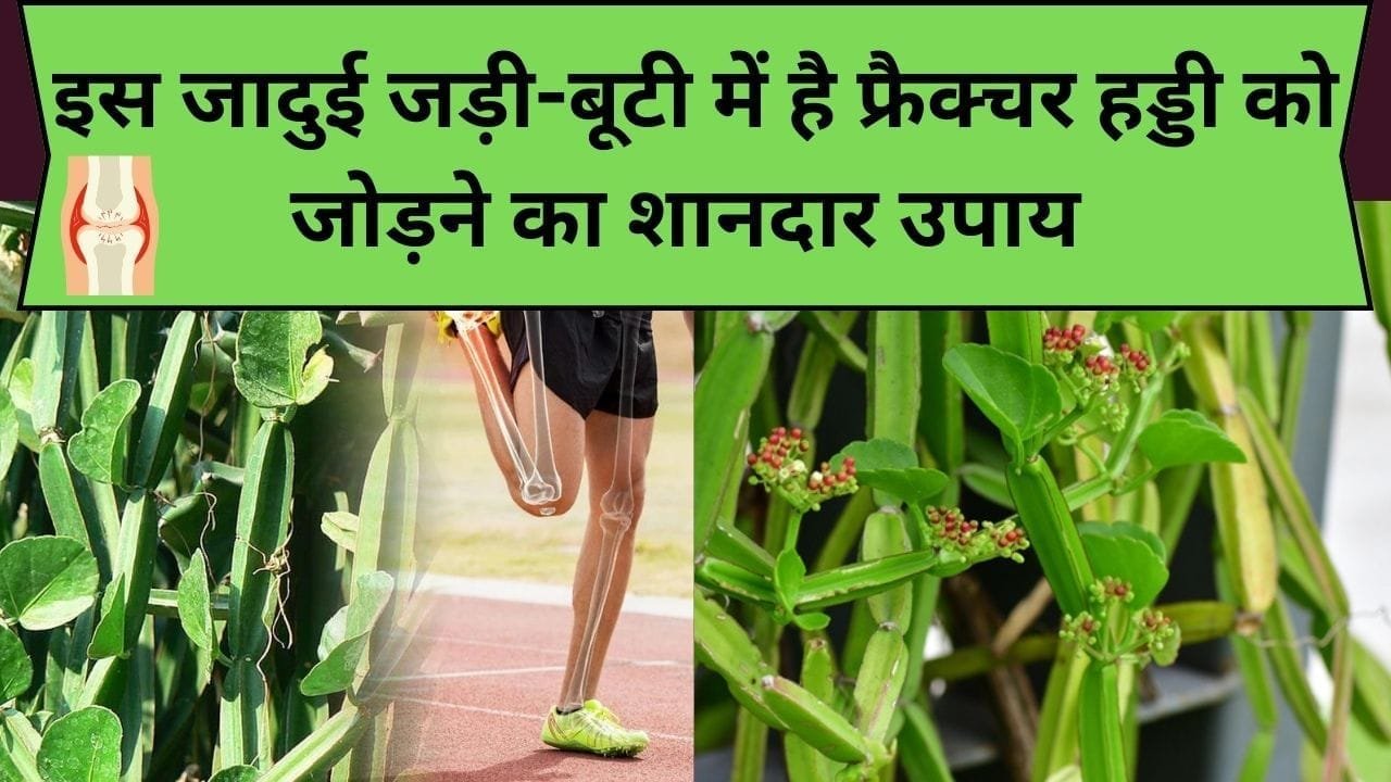 इस जादुई जड़ी-बूटी में है फ्रैक्चर हड्डी को जोड़ने का शानदार उपाय, इसको सेवन करते ही बुढ़ापे में आ जायेगी जवानी वाली ताकत, जाने इसका नाम