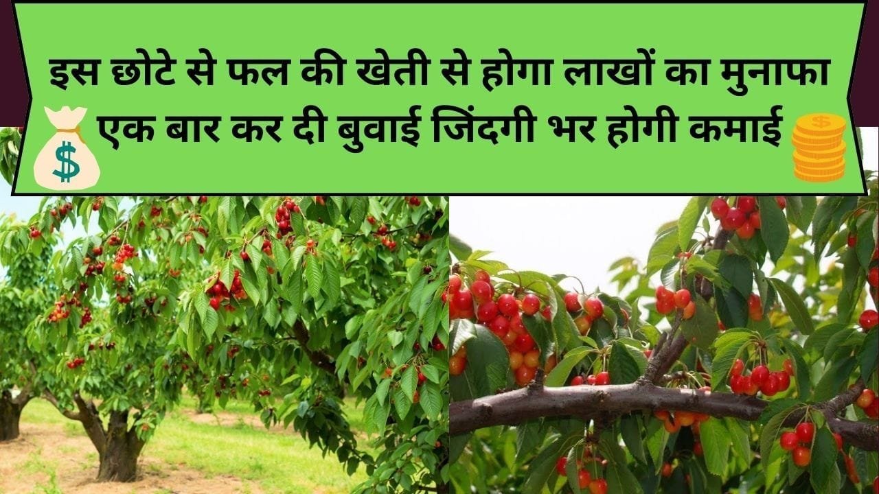 इस छोटे से फल की खेती से होगा लाखों का मुनाफा, एक बार कर दी बुवाई जिंदगी भर होगी कमाई, जाने इस फल का नाम