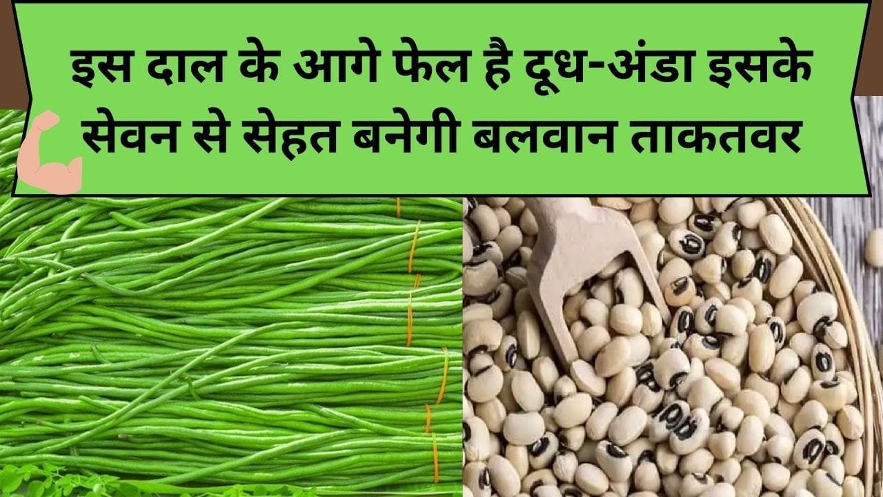 इस दाल के आगे फेल है दूध-अंडा, इसके सेवन से सेहत बनेगी बलवान ताकतवर, जाने नाम और काम