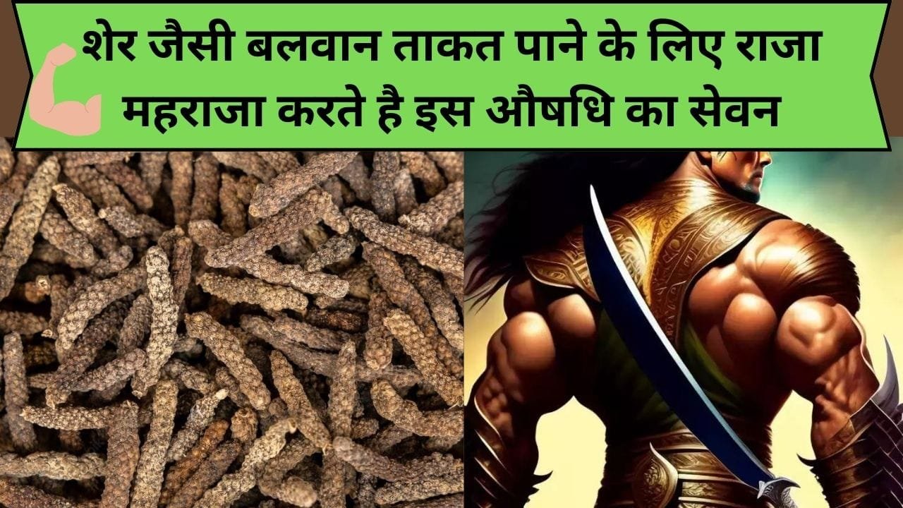 शेर जैसी बलवान ताकत पाने के लिए राजा महराजा करते है इस औषधि का सेवन, इस ताकतवर जड़ी-बूटी के सेवन से इम्यूनिटी पॉवर होगी स्ट्रांग, जाने नाम और काम