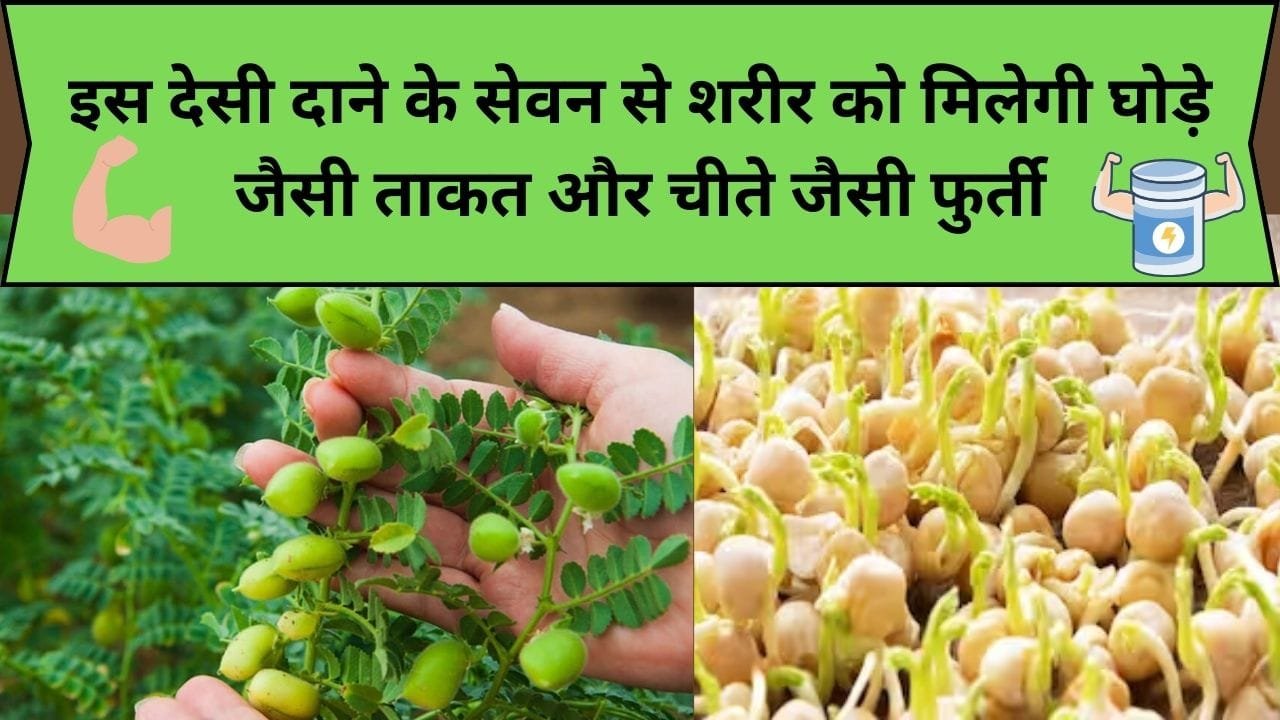 इस देसी दाने के सेवन से शरीर को मिलेगी घोड़े जैसी ताकत और चीते जैसी फुर्ती, डाइट में करें शामिल, जाने नाम और काम