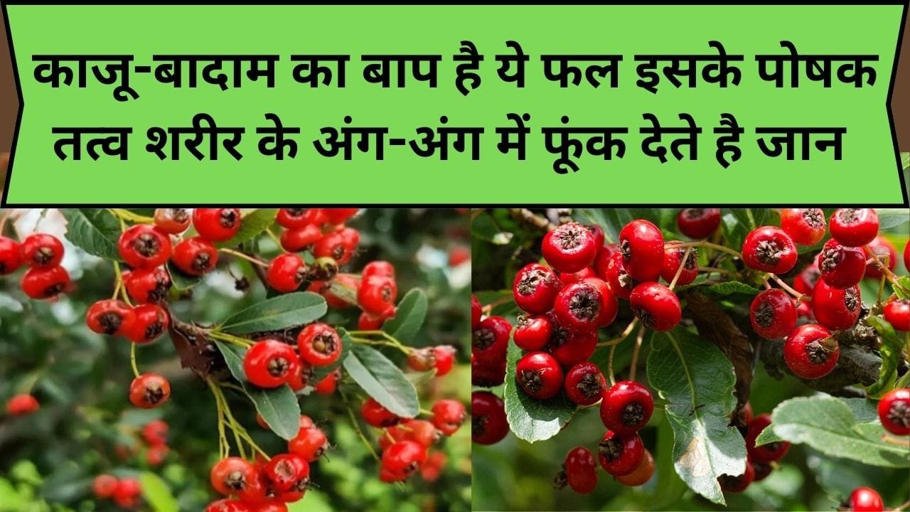 काजू-बादाम का बाप है ये फल, इसके पोषक तत्व शरीर के अंग-अंग में फूंक देते है जान, जाने फल का नाम और काम