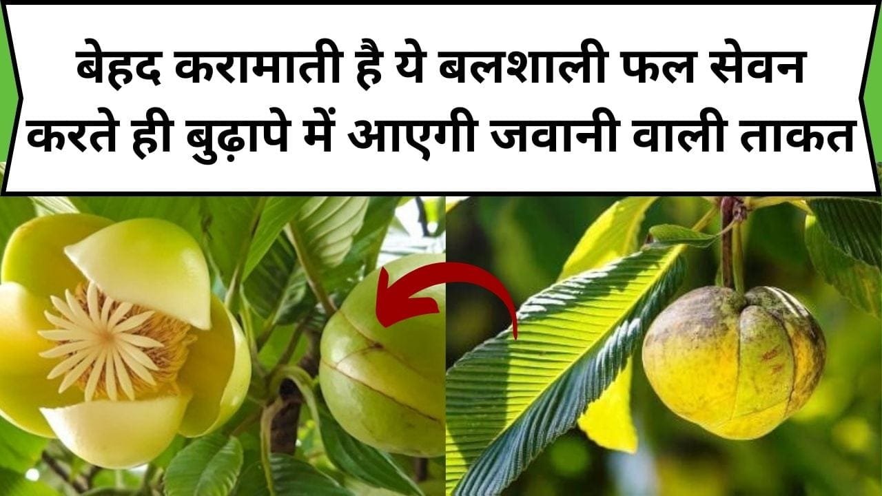 बेहद करामाती है ये बलशाली फल, सेवन करते ही बुढ़ापे में आएगी जवानी वाली फौलादी ताकत, जाने नाम और काम
