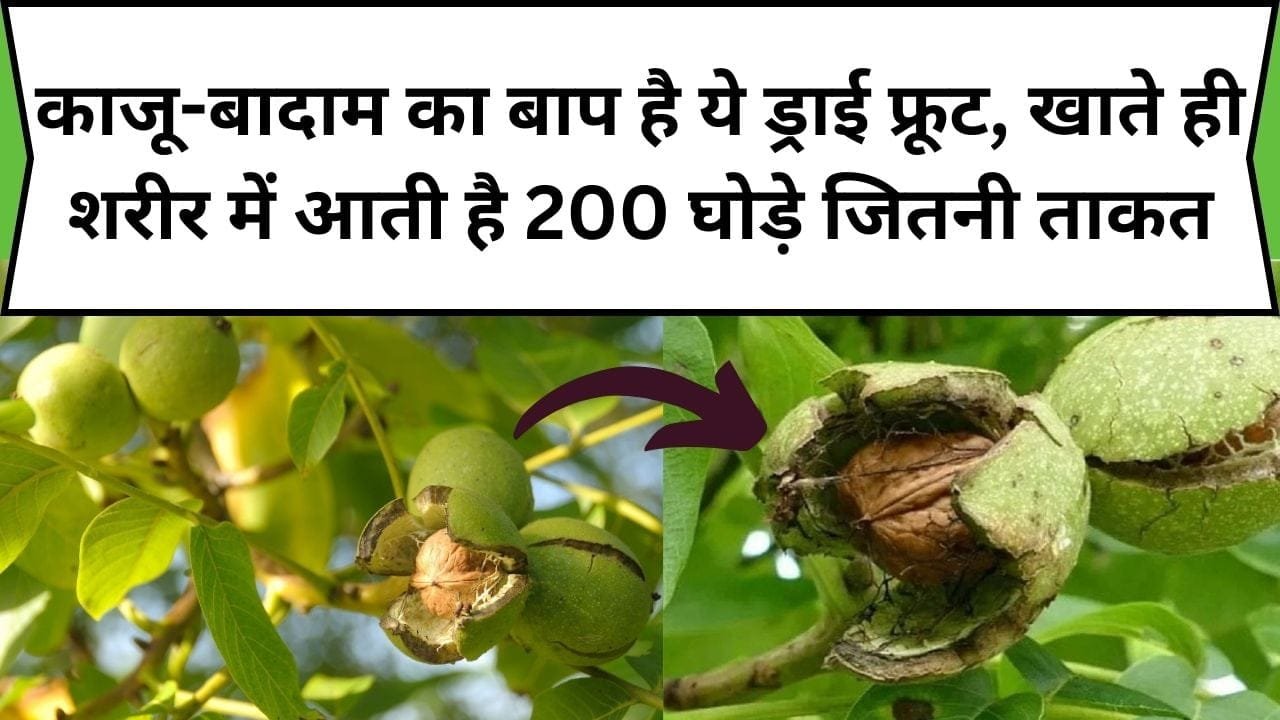 काजू-बादाम का बाप है ये ड्राई फ्रूट, खाते ही शरीर में आती है 200 घोड़े जितनी ताकत, जाने नाम और काम