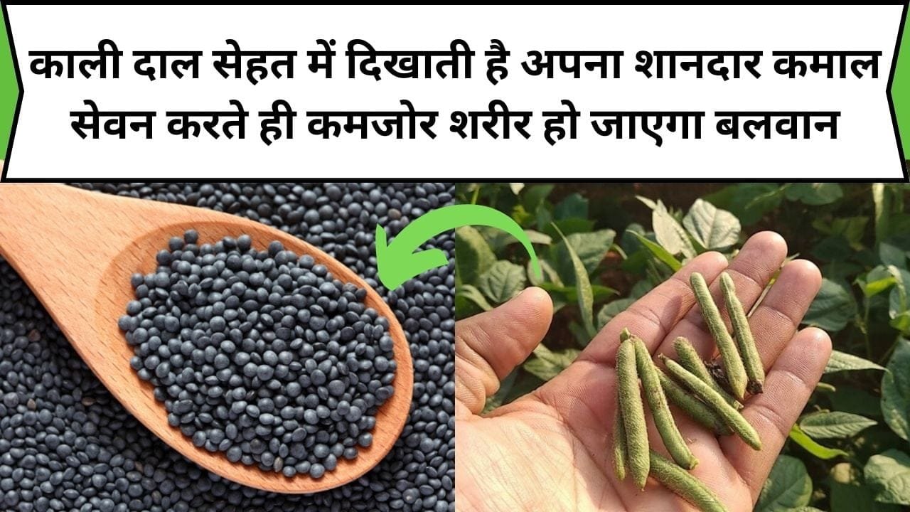 ये काली दाल सेहत में दिखाती है अपना शानदार कमाल, सेवन करते ही कमजोर शरीर हो जाएगा बलवान, जाने नाम और फायदे