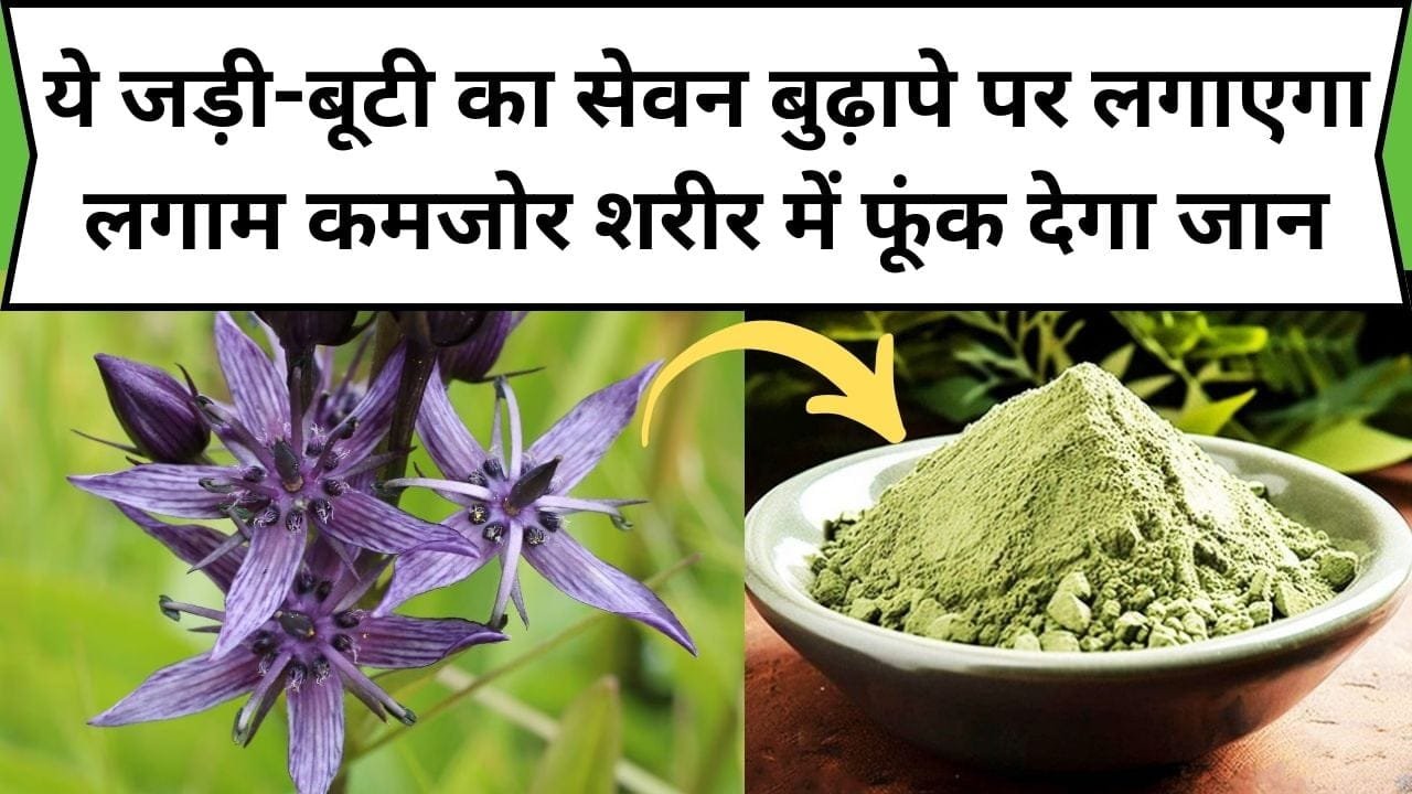 ये जड़ी-बूटी का सेवन बुढ़ापे पर लगाएगा लगाम, कमजोर शरीर में फूंक देगा जान, जाने इसका नाम और काम