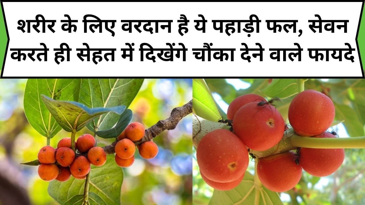 शरीर के लिए वरदान है ये पहाड़ी फल, सेवन करते ही सेहत में दिखेंगे चौंका देने वाले जादुई फायदे, जाने नाम और काम