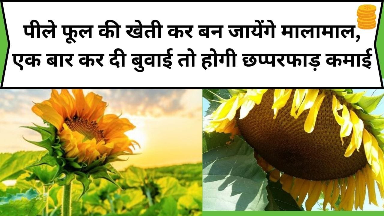 पीले फूल की खेती कर बन जायेंगे मालामाल, एक बार कर दी बुवाई तो होगी छप्परफाड़ कमाई, जाने फूल का नाम