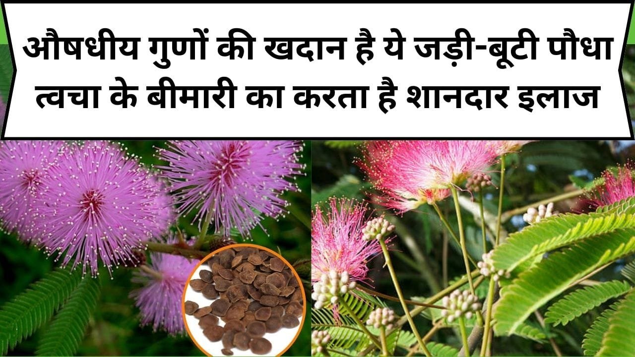 औषधीय गुणों की खदान है ये जड़ी-बूटी पौधा, त्वचा के बीमारी का करता है शानदार इलाज, जाने अनगिनत फायदे