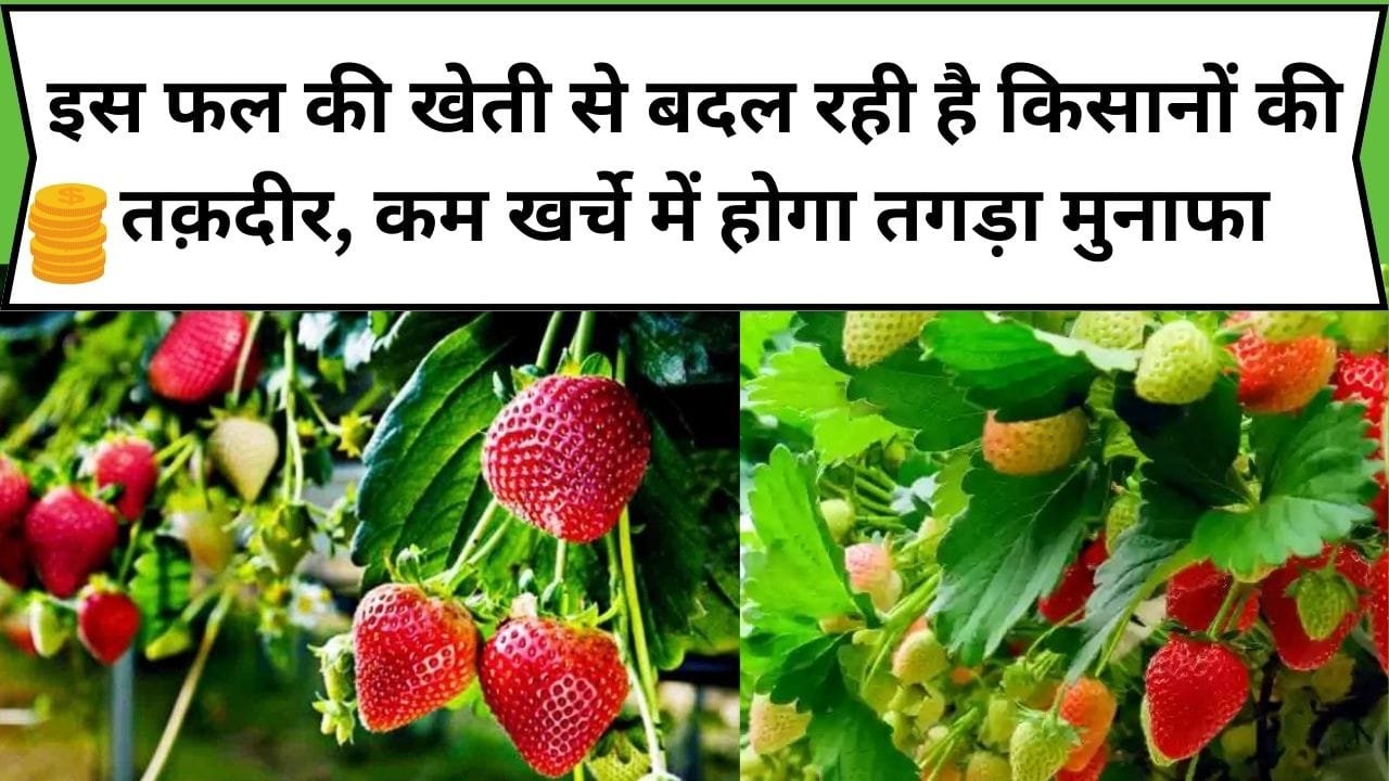 इस फल की खेती से बदल रही है किसानों की तक़दीर, कम खर्चे में होगा तगड़ा मुनाफा, जाने फल का नाम