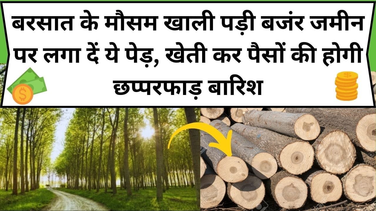 बरसात के मौसम खाली पड़ी बजंर जमीन पर लगा दें ये पेड़, खेती कर पैसों की होगी छप्परफाड़ बारिश, जाने पौधे का नाम