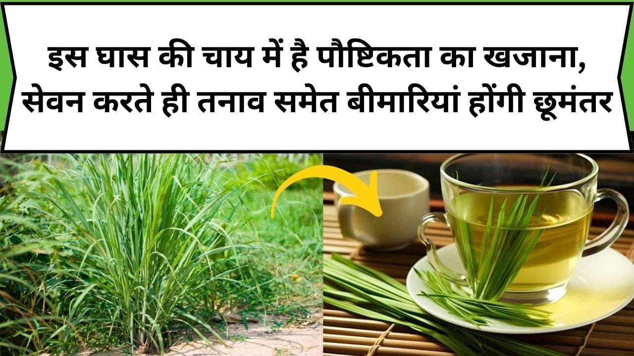 इस घास की चाय में है पौष्टिकता का खजाना, सेवन करते ही तनाव समेत बीमारियां होंगी छूमंतर, जाने नाम और काम