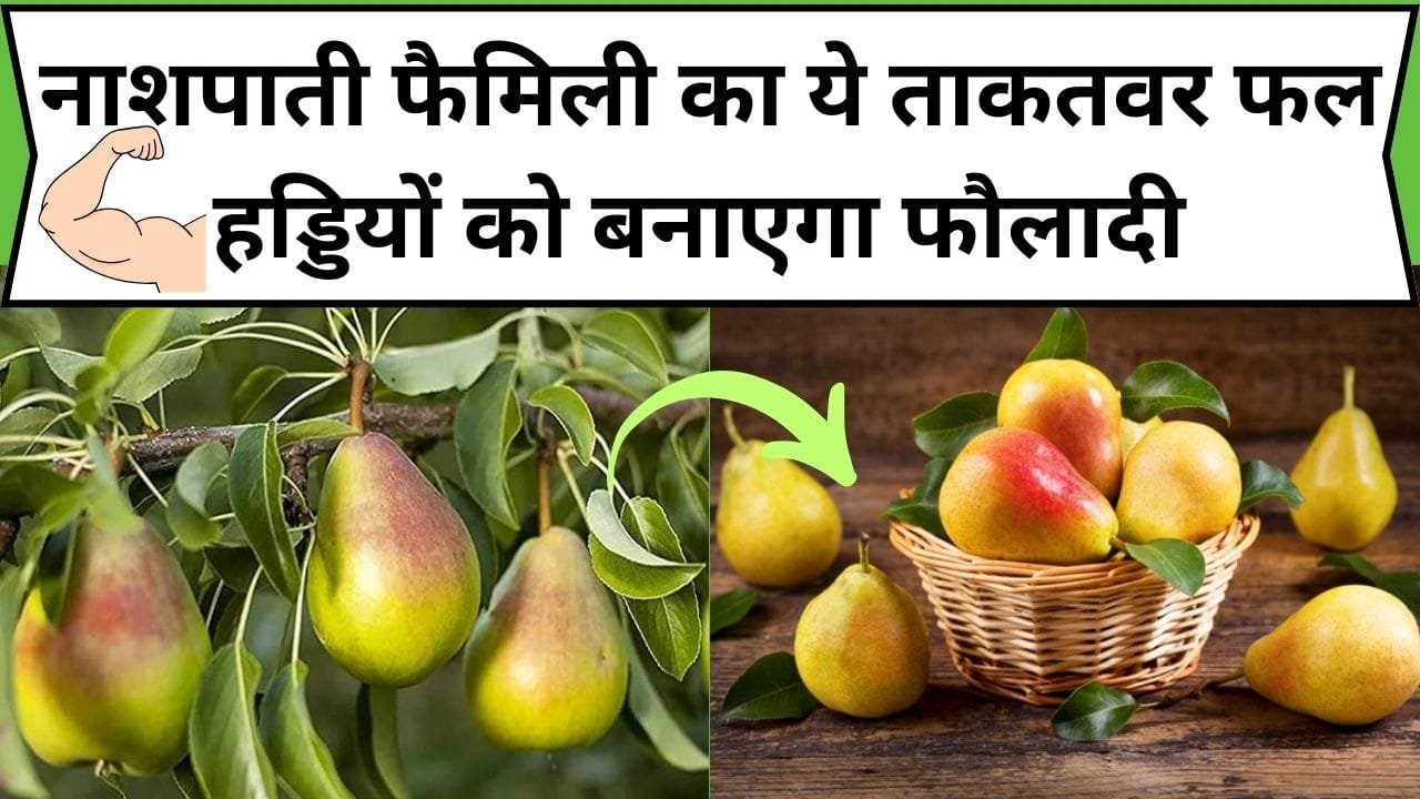 नाशपाती फैमिली का ये ताकतवर फल हड्डियों को बनाएगा फौलादी, इसके सेवन से बुढ़ापे में भी रहेगी जवानी वाली फुर्ती, जाने नाम और काम