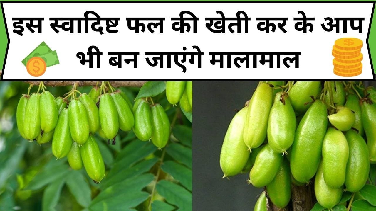 इस स्वादिष्ट फल की खेती कर के आप भी बन जाएंगे मालामाल, एक बार कर दी बुवाई तो होगी लाखों की कमाई, जाने फल का नाम