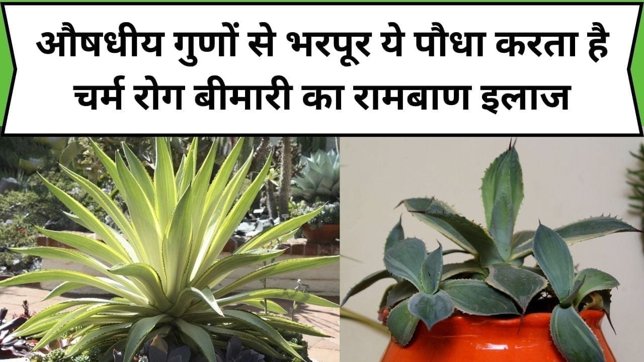 औषधीय गुणों से भरपूर ये पौधा करता है चर्म रोग बीमारी का रामबाण इलाज, इसके पत्तों में है पौष्टिकता का भंडार, जाने नाम और काम