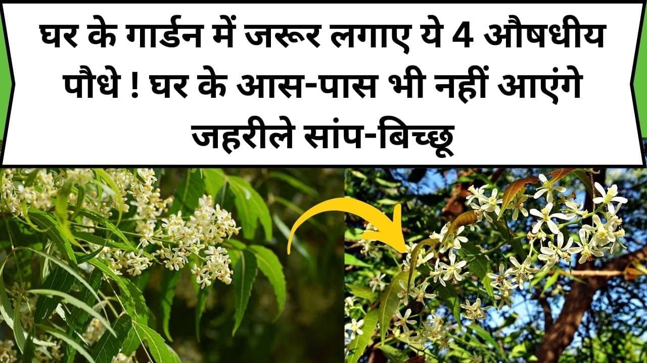 घर के गार्डन में जरूर लगाए ये 4 औषधीय पौधे ! घर के आस-पास भी नहीं आएंगे जहरीले सांप-बिच्छू, जाने पौधों का नाम