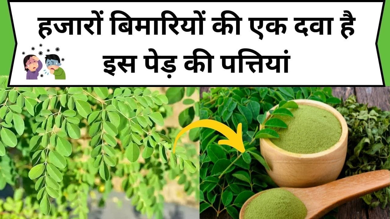 हजारों बिमारियों की एक दवा है इस पेड़ की पत्तियां, सेवन करते ही बीमारियां होंगी गायब, जाने नाम और काम