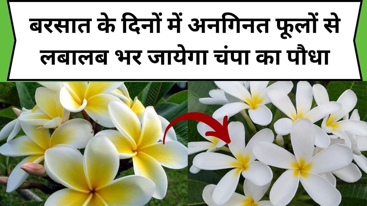 बरसात के दिनों में अनगिनत फूलों से लबालब भर जायेगा चंपा का पौधा, डाले ये चमत्कारी खाद, जाने नाम और फायदे