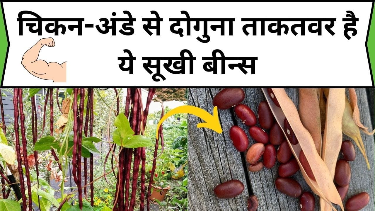 चिकन-अंडे से दोगुना ताकतवर है ये सूखी बीन्स, सेवन करते ही सेहत में दिखेंगे जबरदस्त फायदे, जाने नाम और काम