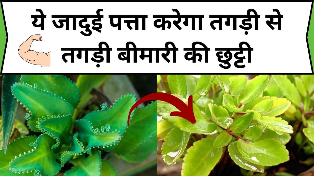 ये जादुई पत्ता करेगा तगड़ी से तगड़ी बीमारी की छुट्टी, एक बार पी लिया काढ़ा तो कभी नहीं होंगे बीमार, जाने नाम और काम