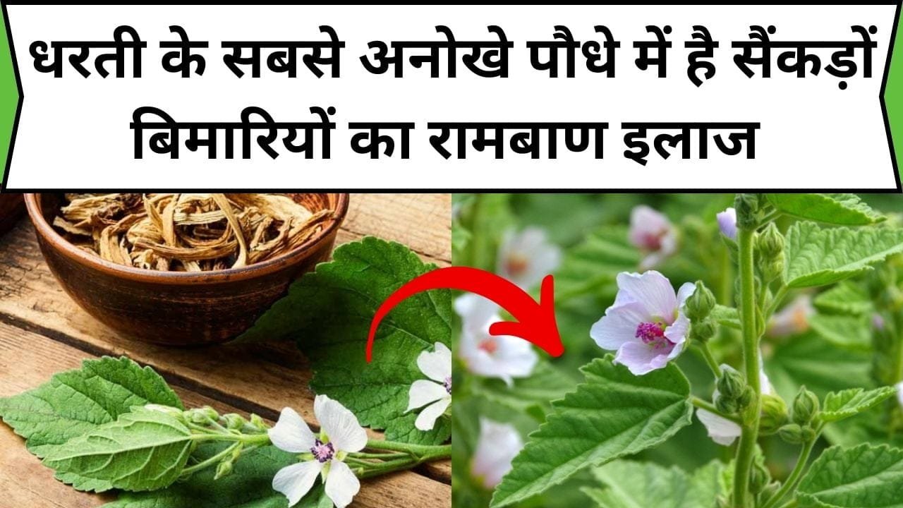 धरती के सबसे अनोखे पौधे में है सैंकड़ों बिमारियों का रामबाण इलाज, जड़ से लेकर पत्तियों में है जादुई ताकत, जाने नाम और काम