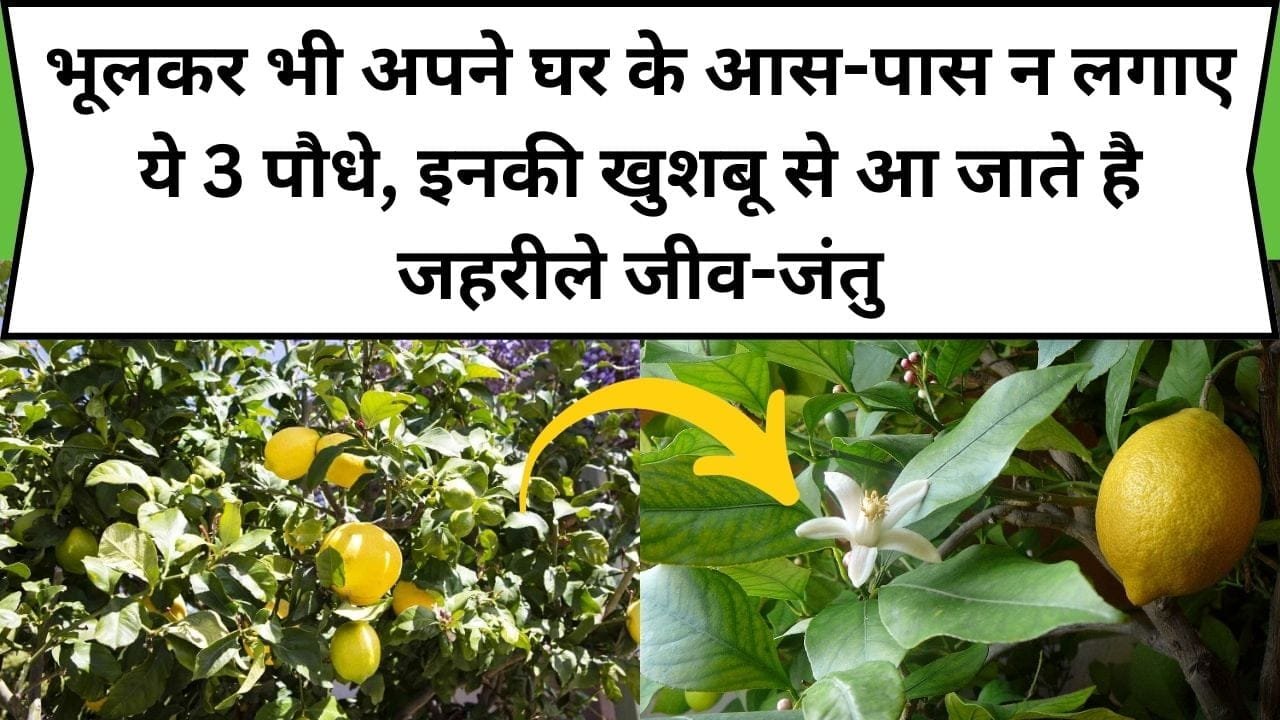 भूलकर भी अपने घर के आस-पास न लगाए ये 3 पौधे, इनकी खुशबू से आ जाते है जहरीले जीव-जंतु, जाने पौधों का नाम