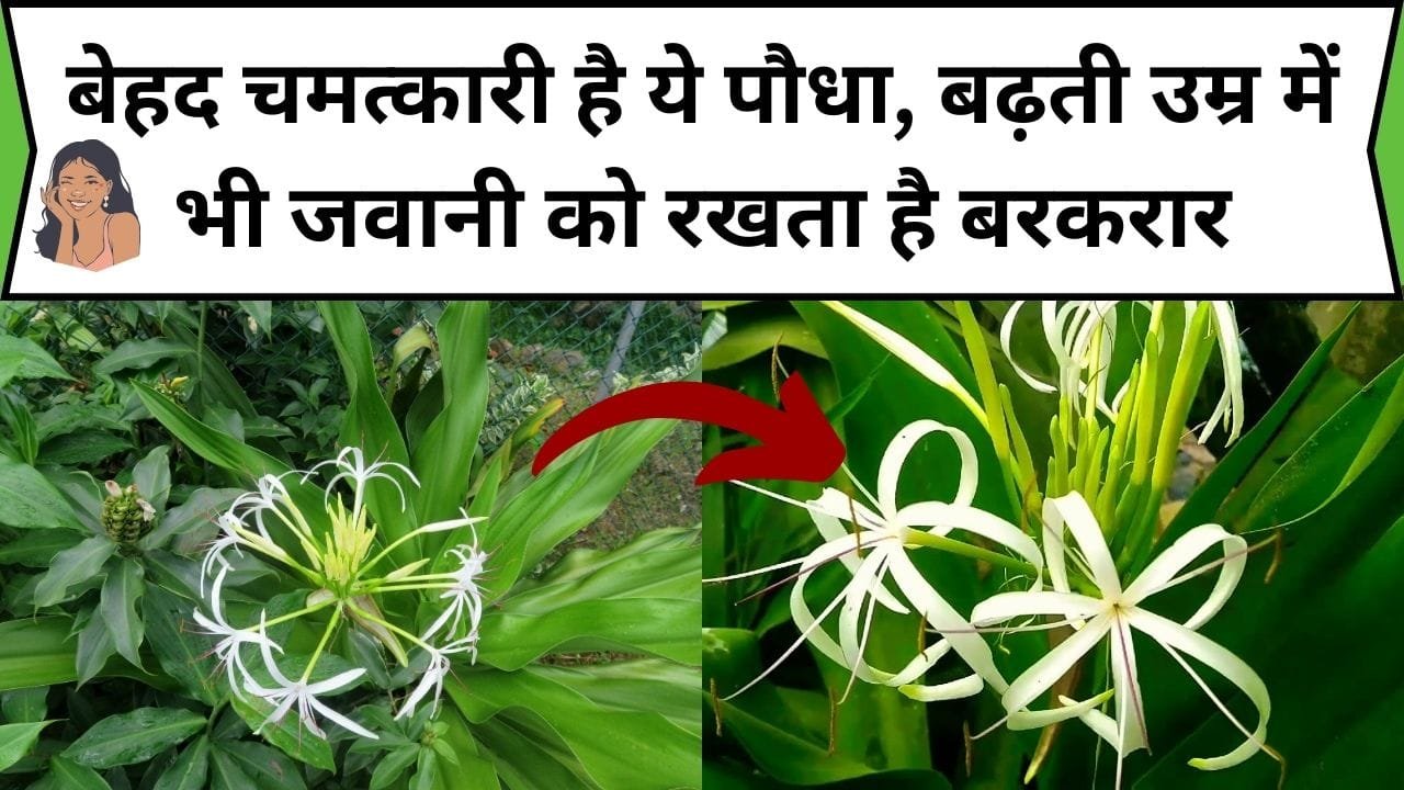 बेहद चमत्कारी है ये पौधा, बढ़ती उम्र में भी जवानी को रखता है बरकरार, जाने नाम और काम