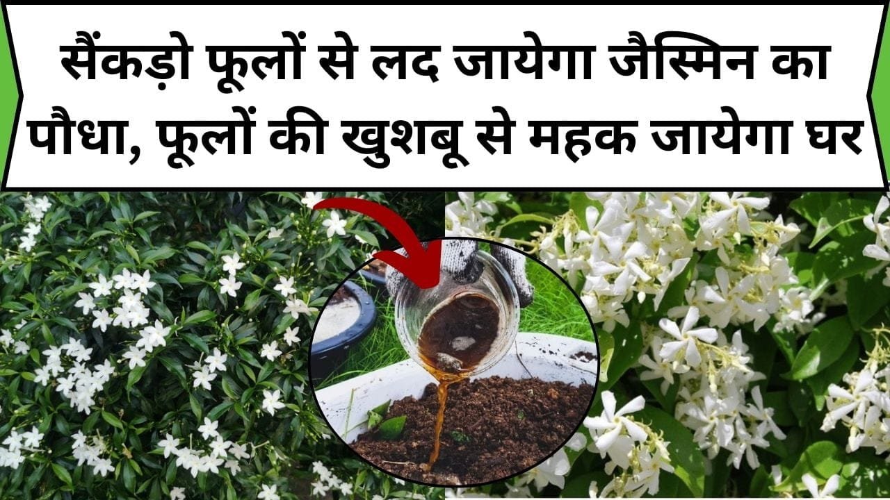 सैंकड़ो फूलों से लद जायेगा जैस्मिन का पौधा, फूलों की खुशबू से महक जायेगा घर, बस पौधे में डाल दें ये जादुई चीज