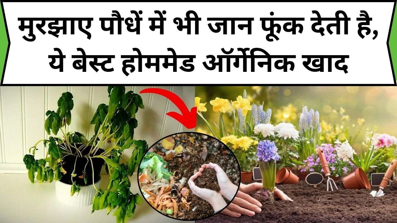 मुरझाए पौधें में भी जान फूंक देती है, ये बेस्ट होममेड ऑर्गेनिक खाद, बरसात में दोगुना तेज़ी से होगी पौधे की ग्रोथ, जाने 3 ऑर्गेनिक खाद