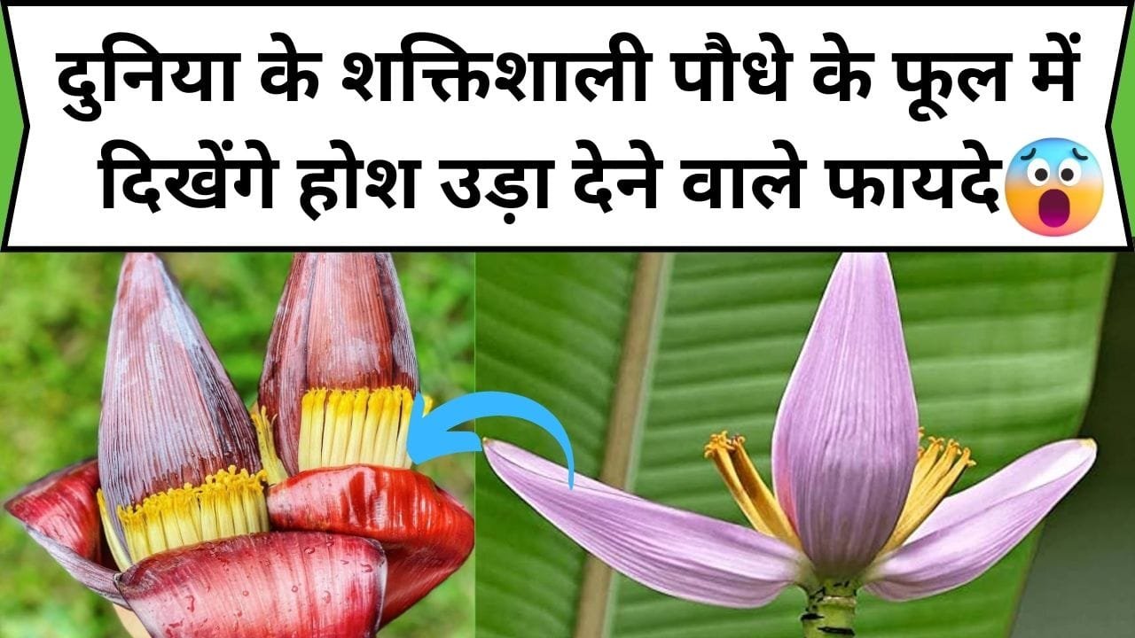 दुनिया के शक्तिशाली पौधे में है पोषक तत्वों का भंडार, इसके फूल में दिखेंगे होश उड़ा देने वाले फायदे, जाने नाम और काम