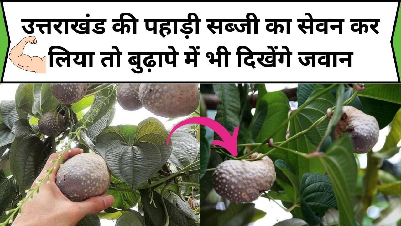 उत्तराखंड की पहाड़ी सब्जी का सेवन कर लिया तो बुढ़ापे में भी दिखेंगे जवान, इसमें है पौष्टिकता का भरपूर खजाना, जाने इसका नाम और काम