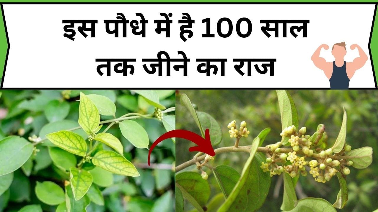 इस पौधे में है 100 साल तक जीने का राज, इसकी पत्तियां करती है तगड़ी से तगड़ी बीमारी का रामबाण इलाज, जाने नाम और काम
