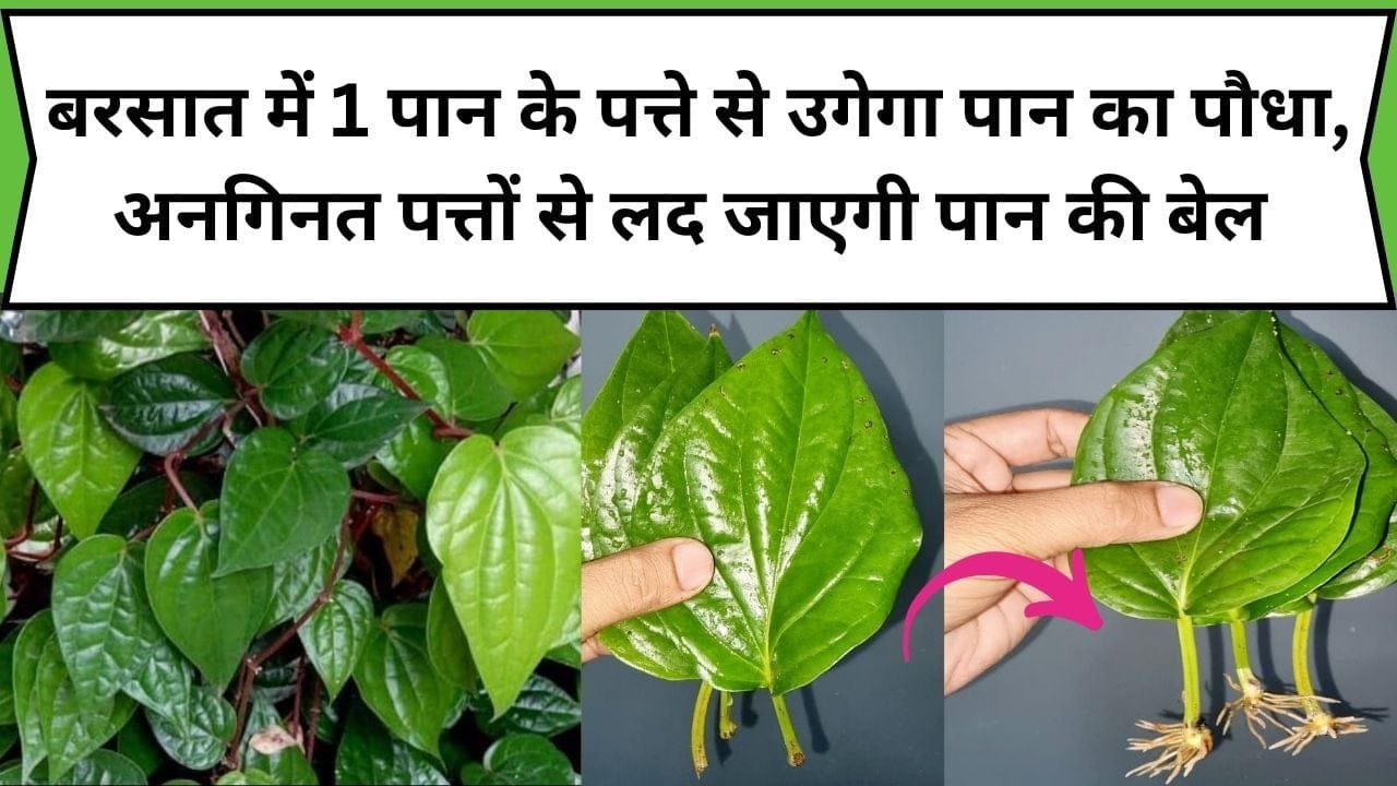 बरसात में 1 पान के पत्ते से उगेगा पान का पौधा, अनगिनत पत्तों से लद जाएगी पान की बेल, जानिए पौधा लगाने का सही तरीका