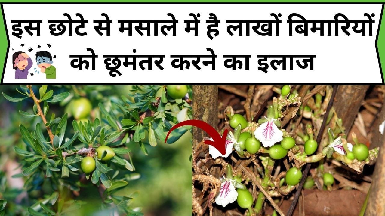 इस छोटे से मसाले में है लाखों बिमारियों को छूमंतर करने का इलाज, डाइट में शामिल करने से सेहत में दिखेंगे चमत्कारी फायदे, जाने नाम और काम