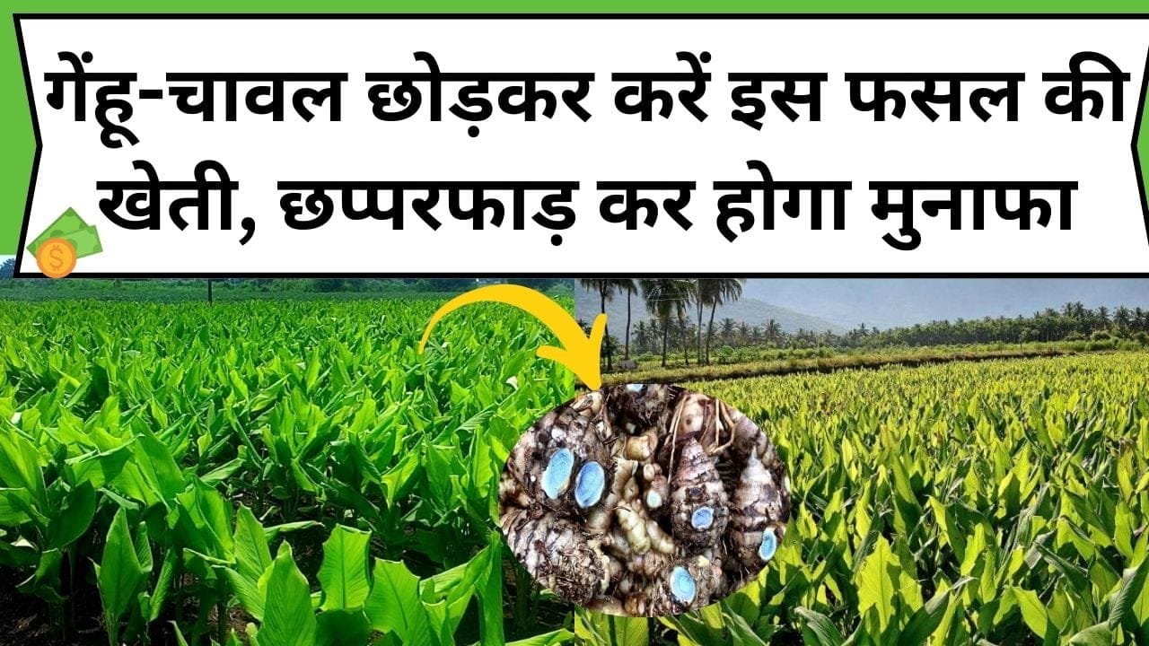 गेंहू-चावल छोड़कर करें इस फसल की खेती, छप्परफाड़ कर होगा तगता मुनाफा, उत्पादन भी होगा बंपर, जाने फसल का नाम