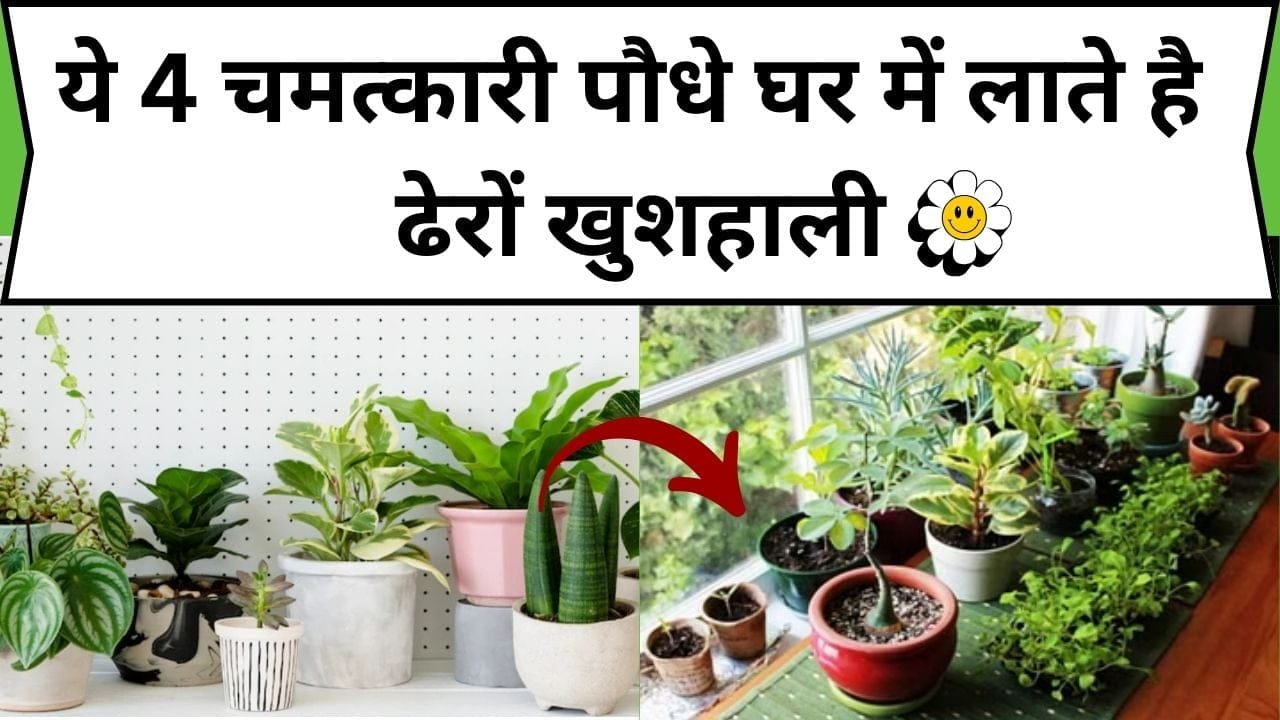 ये 4 चमत्कारी पौधे घर में लाते है ढेरों खुशहाली, सुख समृद्धि के साथ घर में आएगा खूब सारा धन, जाने पौधों के नाम