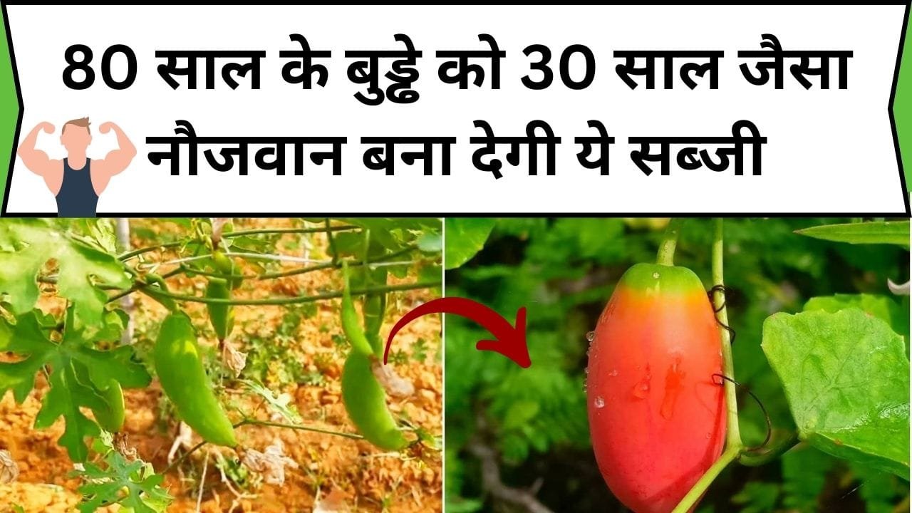 80 साल के बुड्ढे को 30 साल जैसा नौजवान बना देगी ये सब्जी, इसके सेवन से शरीर बनेगा फौलादी, जाने सब्जी का नाम और काम