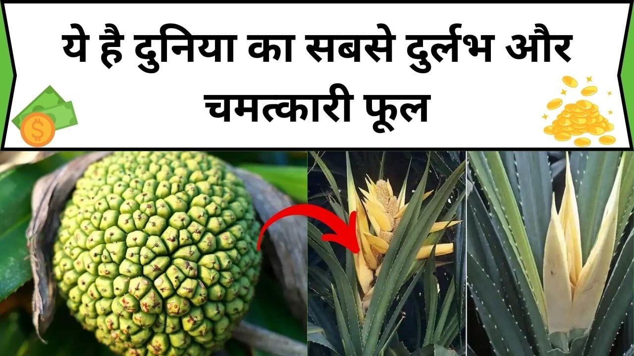 ये है दुनिया का सबसे दुर्लभ और चमत्कारी फूल, लाखों में बिकता है इसका इत्र, खेती कर होगा शानदार मुनाफा, जाने फूल का नाम