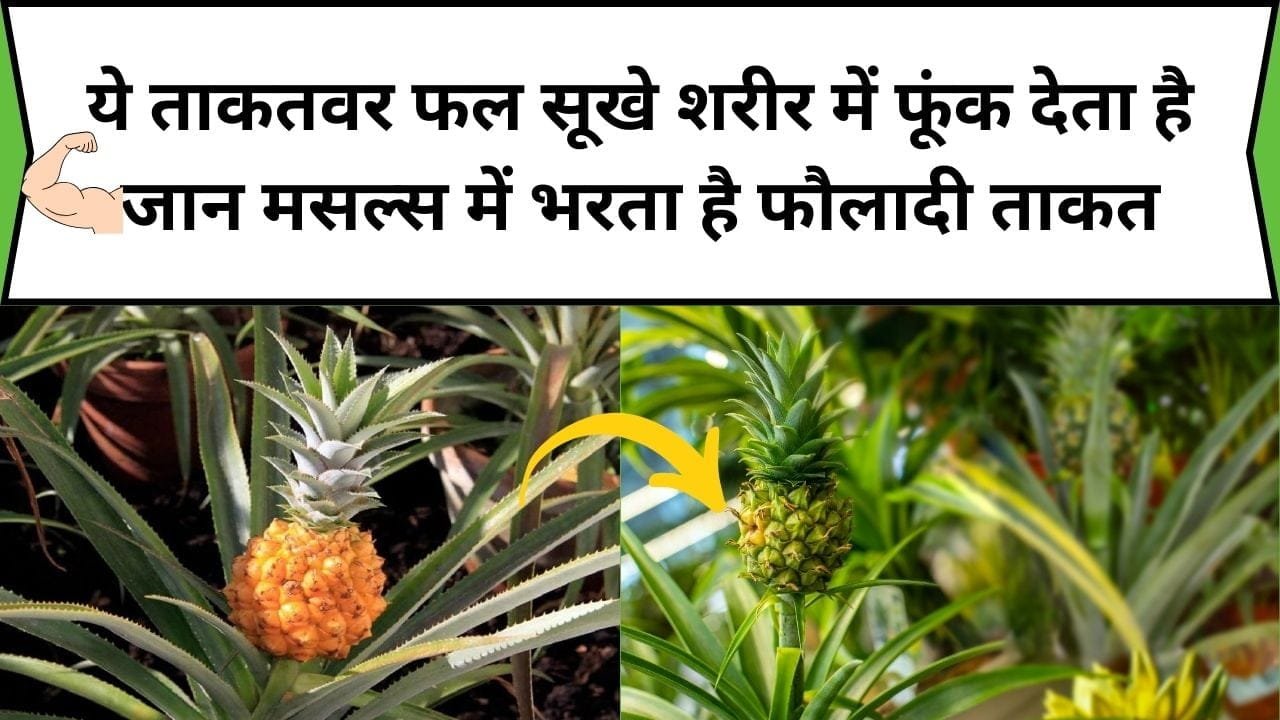 ये ताकतवर फल सूखे शरीर में फूंक देता है जान, मसल्स में भरता है फौलादी ताकत, जाने नाम और काम