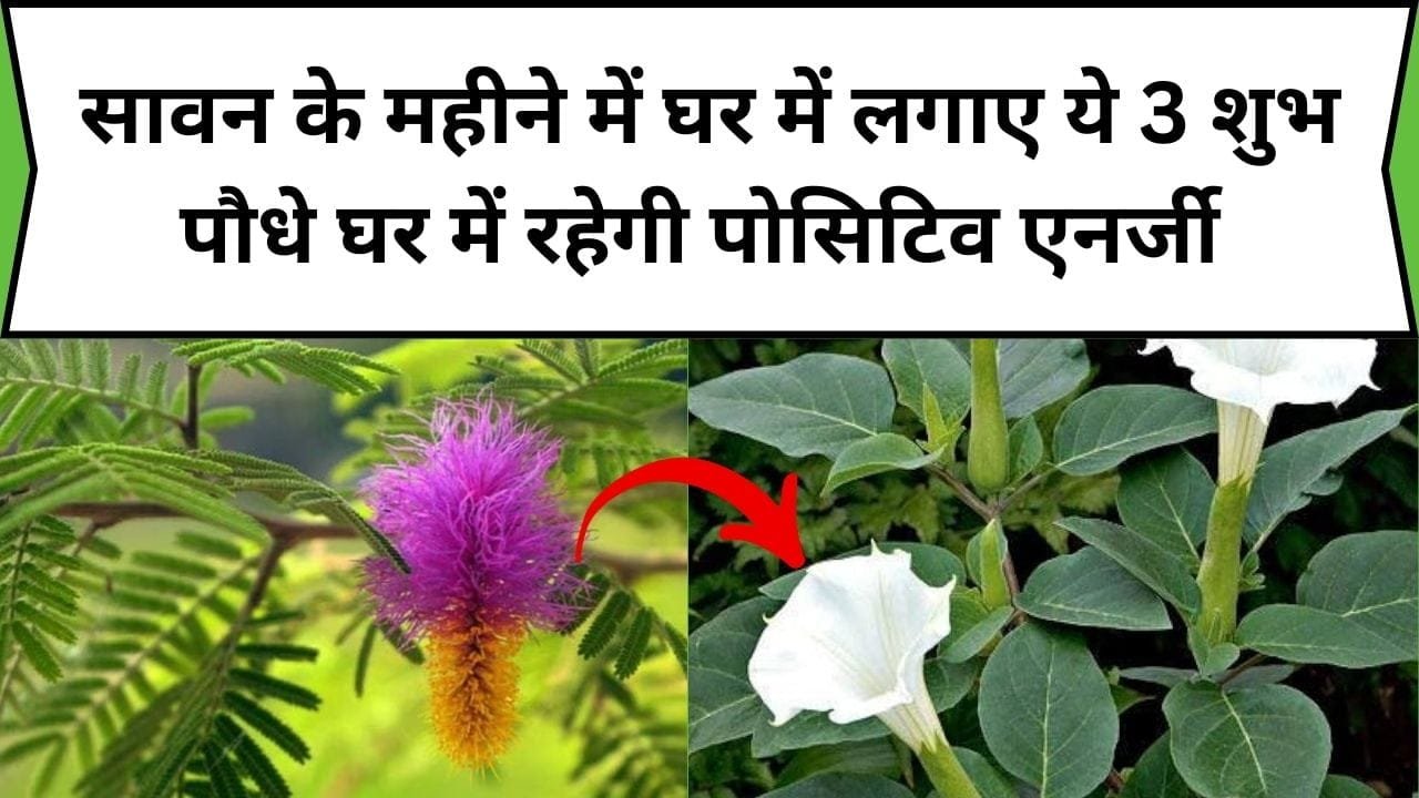 सावन के महीने में घर में लगाए ये 3 शुभ पौधे, घर में रहेगी पोसिटिव एनर्जी और होगा धन लाभ, जाने पौधों के नाम