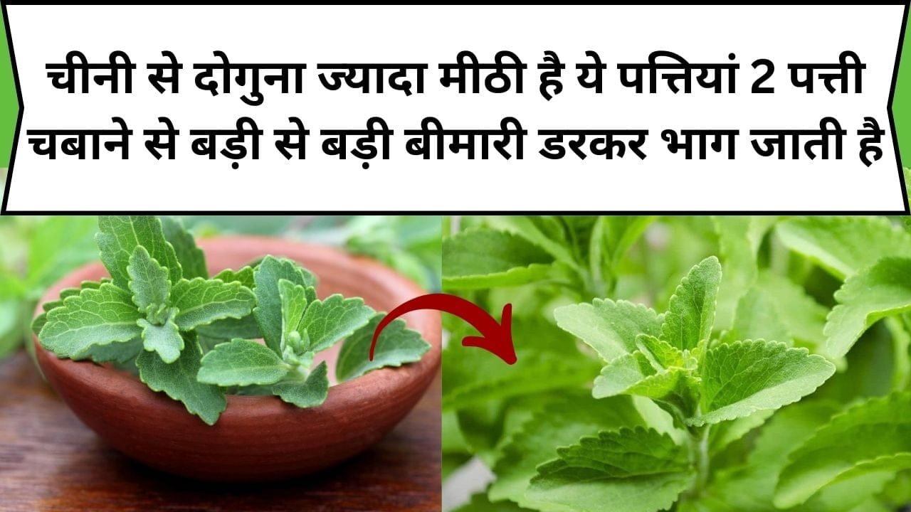 चीनी से दोगुना ज्यादा मीठी है ये पत्तियां, रोज 2 पत्ती चबाने से बड़ी से बड़ी बीमारी डरकर भाग जाती है, जाने नाम और फायदे