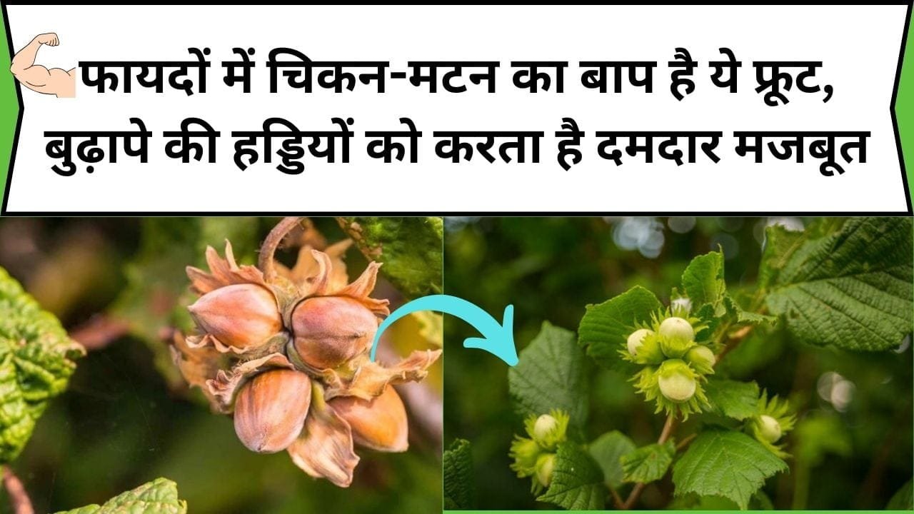 फायदों में चिकन-मटन का बाप है ये फ्रूट, बुढ़ापे की हड्डियों को करता है दमदार मजबूत, जाने नाम और फायदे