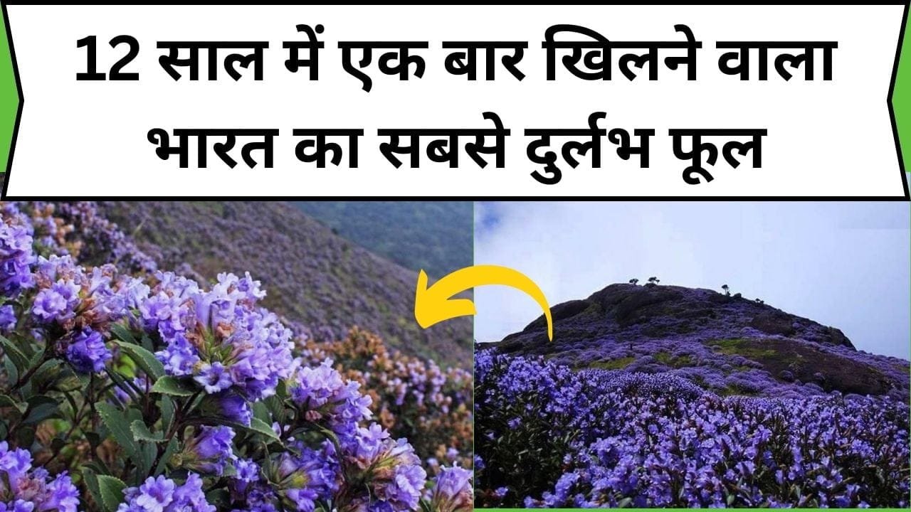 12 साल में एक बार खिलने वाला भारत का सबसे दुर्लभ फूल, देश-विदेश से आते है लोग देखने, जानिए कौन-सा फूल है