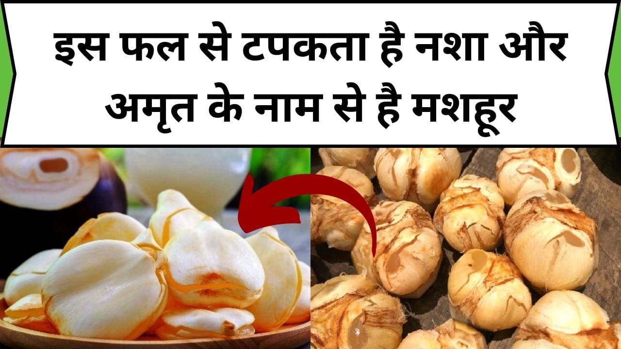 इस फल से टपकता है नशा और अमृत के नाम से है मशहूर, मुंह में रखते ही गायब सा हो जाता है, जानिए नाम और फायदे